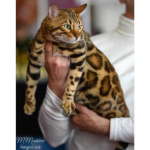 Бенгальские котята