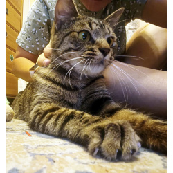 Ищем дом для невероятного кота-компаньона!