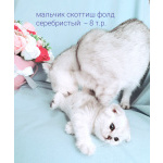 Шотландские малыши