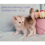 Шотландские малыши