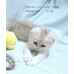 Шотландские малыши
