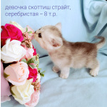 Шотландские малыши