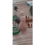 Шотландские прямоухие котята