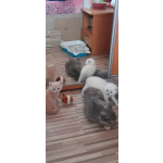 Шотландские прямоухие котята