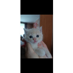 Шотландские прямоухие котята
