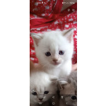 Шотландские прямоухие котята