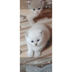 Шотландские прямоухие котята