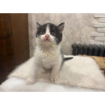 Малютка Шанечка. Котенок в добрые руки.