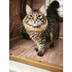 Энергичный крупный кот Марио в большую семью