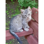 Котята Шурик, Мия и Валентин ищут дом.