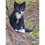 Котята Шурик, Мия и Валентин ищут дом.
