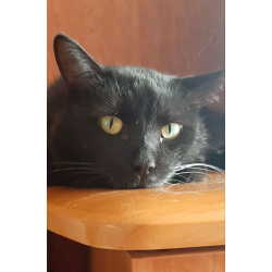 Одинокий кототерапевт желает познакомиться.