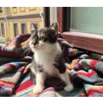 Веселая Мазурка. Котенок 2,5 мес в добрые руки.