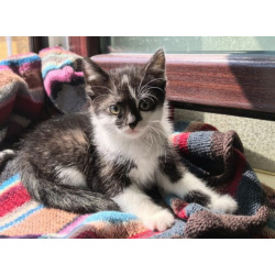Веселая Мазурка. Котенок 2,5 мес в добрые руки.
