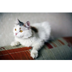 Кошка Маруся ищет дом одним животным.