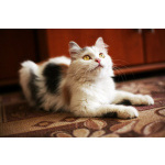 Кошка Маруся ищет дом одним животным.