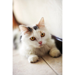 Кошка Маруся ищет дом одним животным.