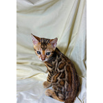 Клубные чистокровные бенгальские котята