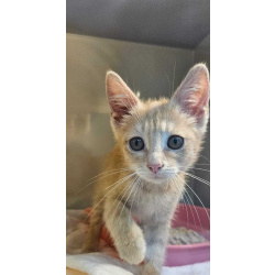 котята бесплатно