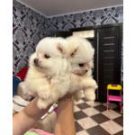 Мини малыши Шпица. Только вет паспорт(Watsap +79862237916)