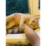 Кот Персик ищет дом!
