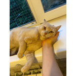 Кот Персик ищет дом!