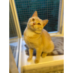 Кот Персик ищет дом!