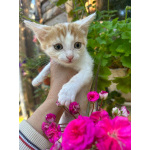 Милый котёнок Драго ищет дом мечты