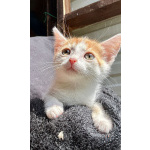Милый котёнок Драго ищет дом мечты