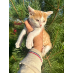 Милый котёнок Драго ищет дом мечты