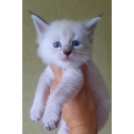 Котята МЕЙН-КУНЫ