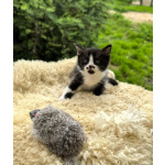 Котенок Капелька в добрые руки