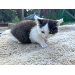 Ласковый котёнок Бован в добрые руки