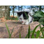 Ласковый котёнок Бован в добрые руки