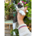 Ласковый котёнок Бован в добрые руки