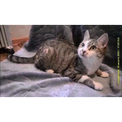 Кошечка будет нежно любить свою семью!