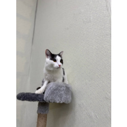 Кошка Милка ищет дом!