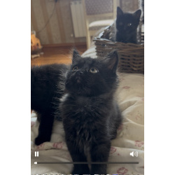Домашние котята