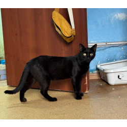 Почти Кот Бегемот, только добрый и ласковый котик Яшка в поисках дома!