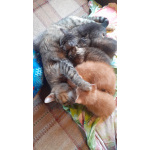 Милые котята