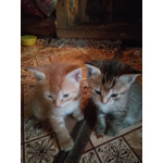 Милые котята