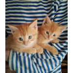 Милые котята