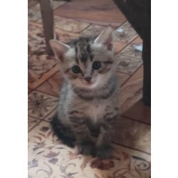 Милые котята