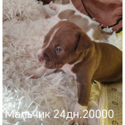 Продам щенков американского стафоршидского терьера