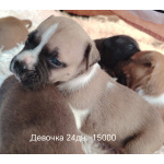 Продам щенков американского стафоршидского терьера