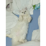 Котенок мальчик