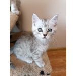Котенок мальчик