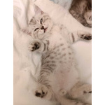 Котенок мальчик