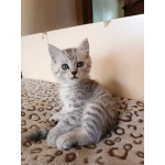 Котенок мальчик