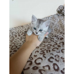 Котенок мальчик